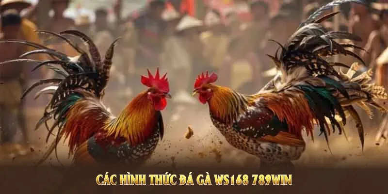 Tìm hiểu các hình thức đá gà WS168 789WIN nổi bật nhất