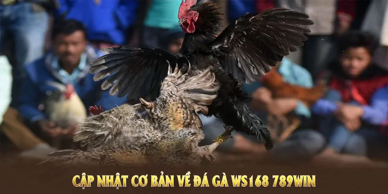 Cập nhật cơ bản về đá gà WS168 789WIN và các quy định liên quan