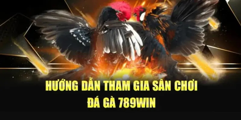 3 bước tham gia cược đá gà tại nhà cái 789WIN